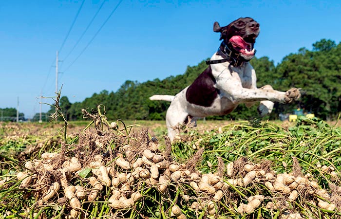 Dog runs through peanut farm